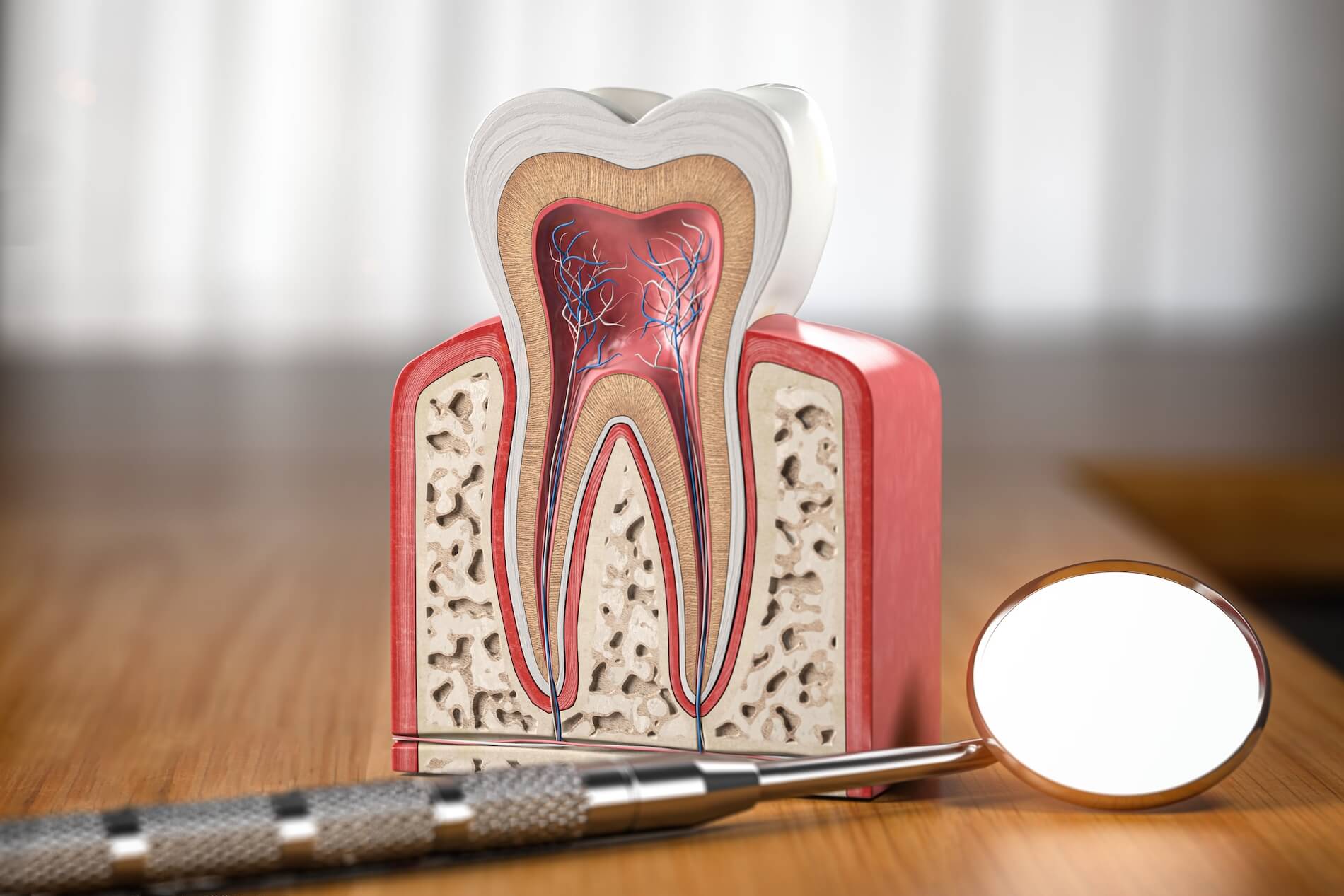 Tooth anatomy model illustrating root canal procedure.